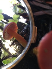 Hygrocybe laetissima
