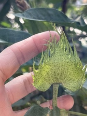 Gomphocarpus physocarpus