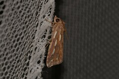 Meyrickella torquesauria