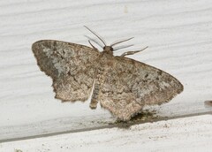 Hypagyrtis piniata