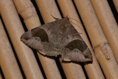 Bastilla solomonensis