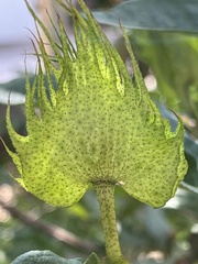 Gomphocarpus physocarpus