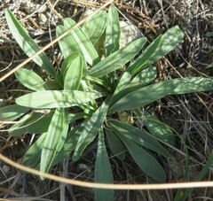 Marshallia caespitosa