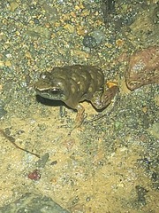 Leucostethus brachistriatus