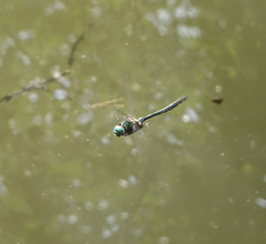 Somatochlora graeseri