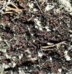 Clavascidium lacinulatum