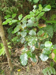 Beilschmiedia tarairi