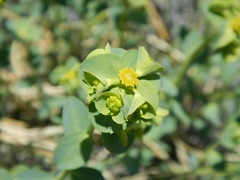 Euphorbia schizoloba