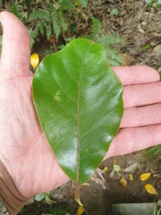 Beilschmiedia tarairi