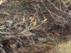 Varanus giganteus
