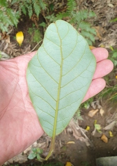Beilschmiedia tarairi