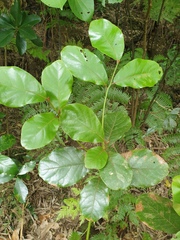 Beilschmiedia tarairi