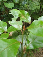 Beilschmiedia tarairi