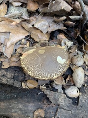 Xerocomellus diffractus