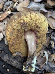 Xerocomellus diffractus