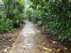 Climacodon dubitativus