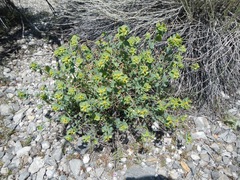 Euphorbia schizoloba