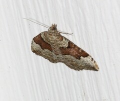 Xanthorhoe labradorensis