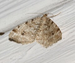 Macaria pinistrobata