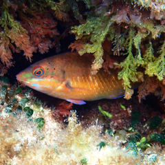 Pseudolabrus luculentus