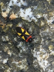 Fibrenus gibbicollis