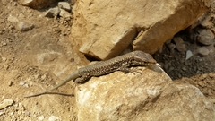 Podarcis muralis