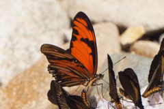 Dione vanillae lucina