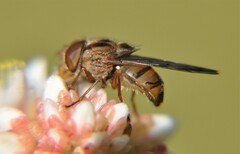 Copestylum opinator