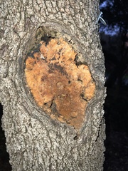 Fusicolla merismoides