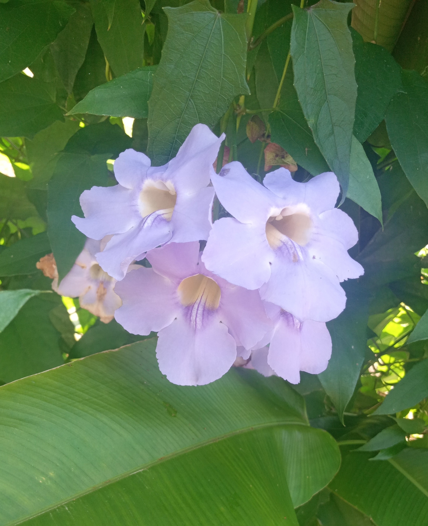Thunbergia grandiflora