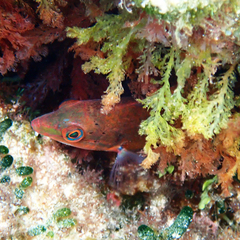 Pseudolabrus luculentus