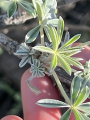 Lupinus paynei