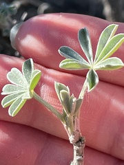 Lupinus paynei