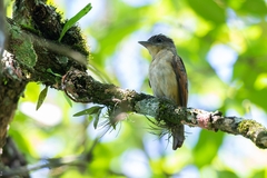 Pachyramphus validus