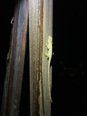 Anolis polylepis