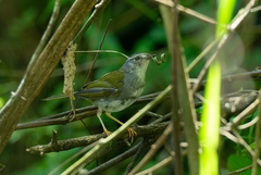 Myiothlypis leucoblephara