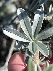 Lupinus paynei