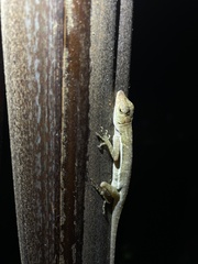 Anolis polylepis