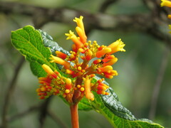 Palicourea rigida
