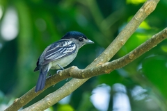 Pachyramphus polychopterus