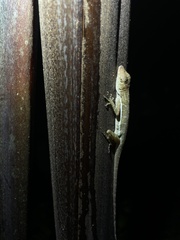Anolis polylepis