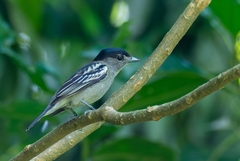 Pachyramphus polychopterus