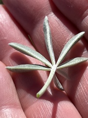 Lupinus paynei