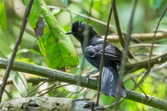 Pyriglena leucoptera