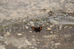 Cyrestinae