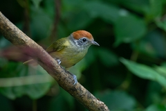 Hylophilus poicilotis