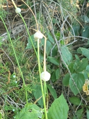 Allium sativum