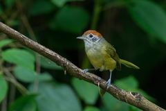 Hylophilus poicilotis