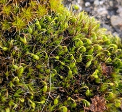 Grimmia