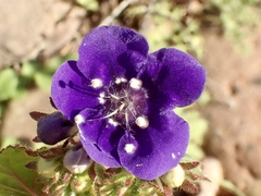 Phacelia parryi